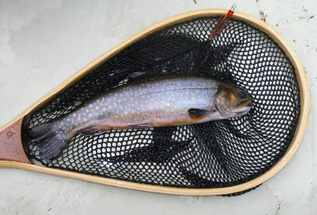 10" Brookie